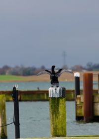 Cormorant perching on wooden post by river against sky