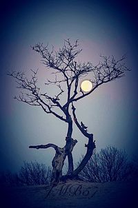 Bare trees against sky at dusk