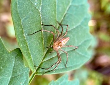 Close-up of insect on leaf