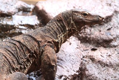 Close-up of lizard