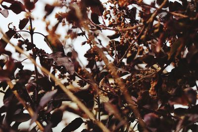 Full frame shot of tree