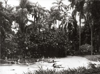 Trees on beach