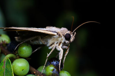Close-up of insect on leaf