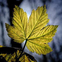 Close-up of yellow maple leaves against blurred background