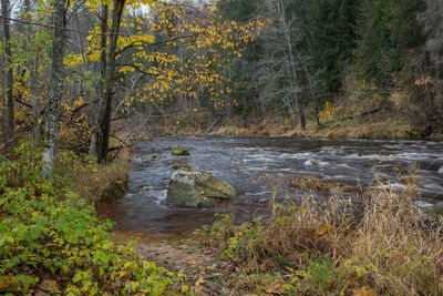 Stream flowing in forest