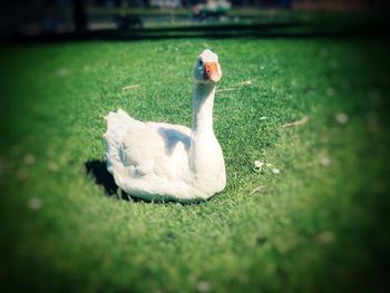 Swan on a field