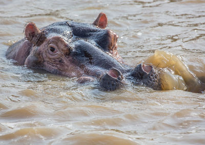 High angle view of animal swimming in lake