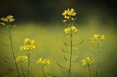 Close-up of yellow flowers against blurred background