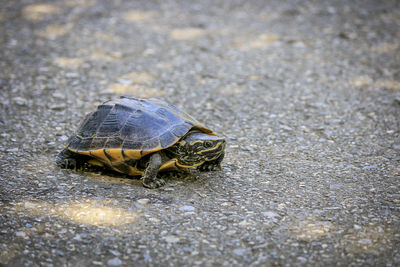 Close up of a turtle on the road