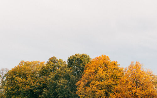 Low angle view of yellow autumn tree against sky