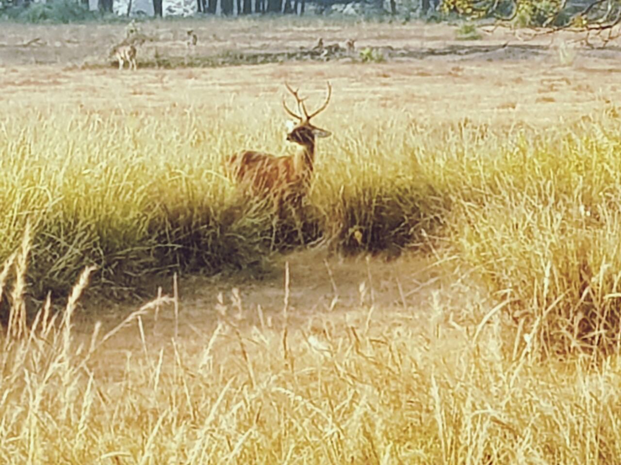 Kanha Jungle Camp