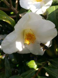 Close-up of white flower blooming outdoors