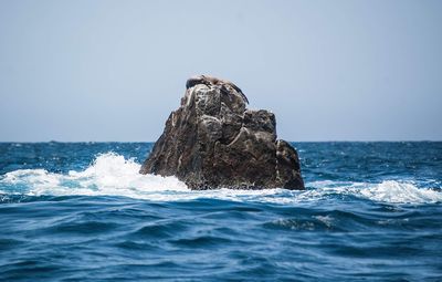 View of turtle on rock in sea against clear sky