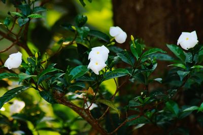 Close-up of white flowers