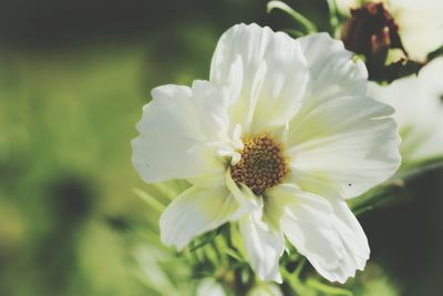 Close-up of white cosmos blooming outdoors