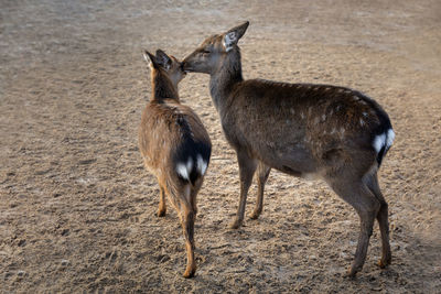 Side view of two horses on field