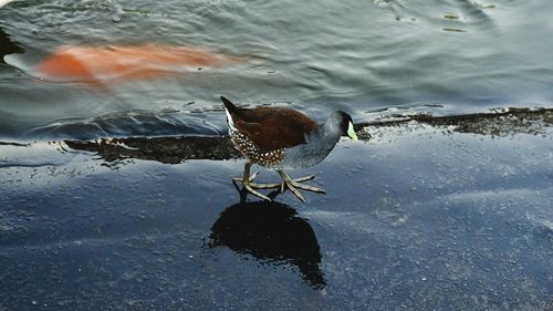 High angle view of duck swimming on lake