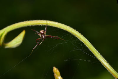 Close-up of insect on plant