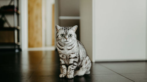 Cat sitting on hardwood floor at home