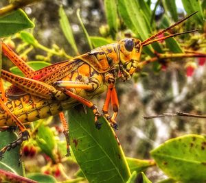 Close-up of insect on plant