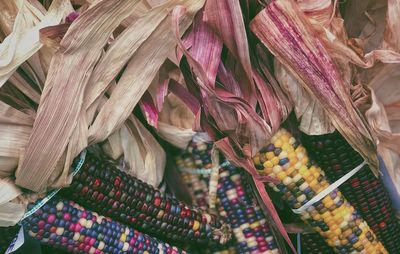 Close-up of multi colored corn for sale in market