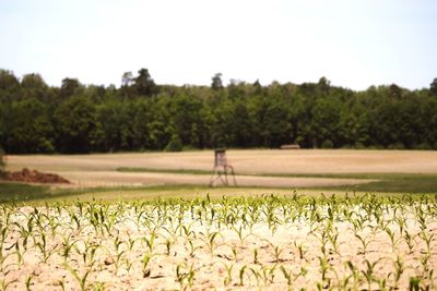 Scenic view of field against clear sky