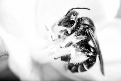 Close-up of bee on flower