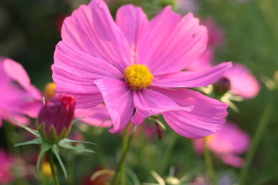 Close-up of pink cosmos flowers