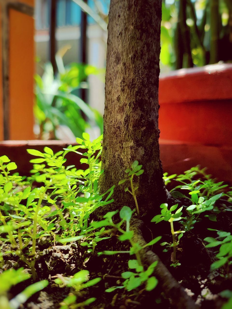 CLOSE-UP OF TREE TRUNKS