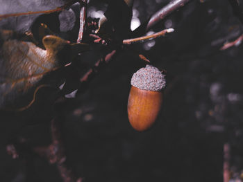 Close-up of fruits hanging on tree