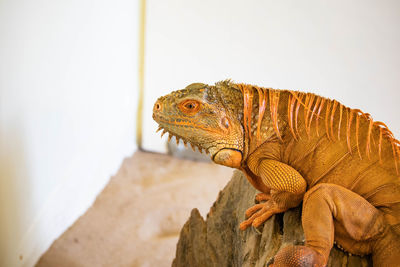 Close-up of a lizard on wall