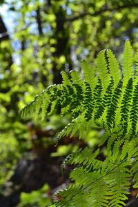 Close-up of fern leaves on tree in forest
