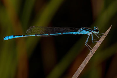 Close-up of damselfly on plant