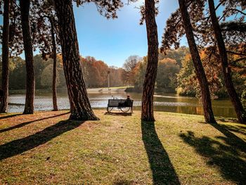 Trees at lakeshore in park