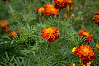 Close-up of orange marigold flowers