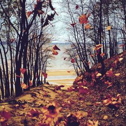 Bare trees in forest during autumn