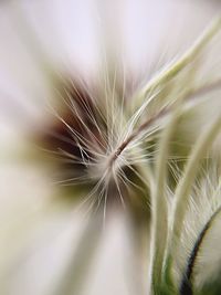 Close-up of plant