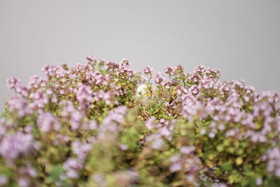 Close-up of plant against clear sky