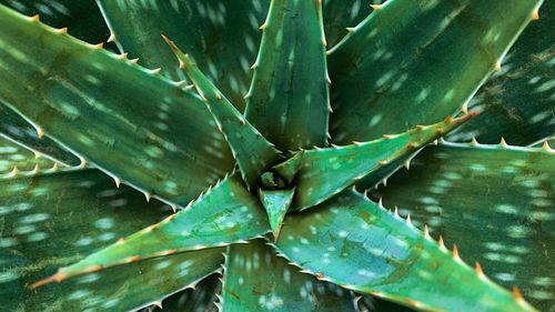 High angle view of succulent plant leaves