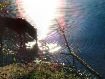 Scenic view of sun shining through trees
