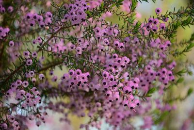 Close-up of pink flowers