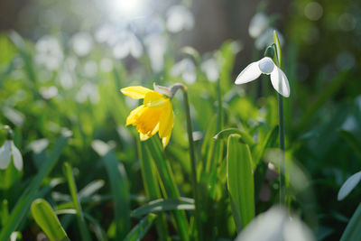 Close-up of white flowering plant in field