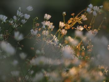 Close-up of flowering plants on field