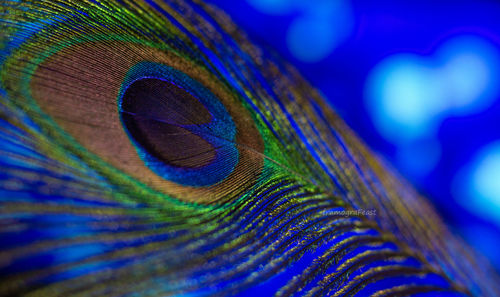 Close-up of peacock