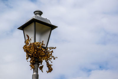 Low angle view of flowering plant against sky