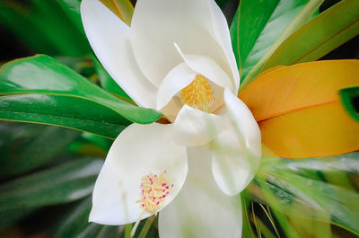 Close-up of flowers blooming outdoors