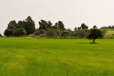 Scenic view of grassy field against clear sky