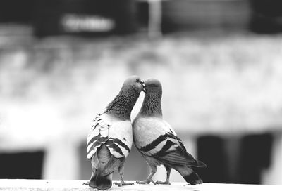 Close-up of bird perching outdoors