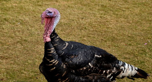 Close-up of a bird on field