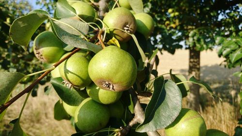 Close-up of apple growing on tree